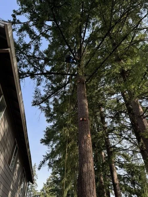 Custom yard maintenance in Gresham, OR by Gerardo's Tree Services