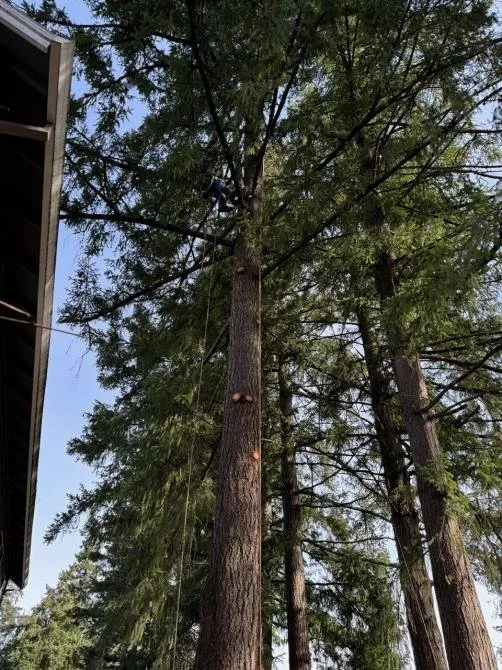 Affordable landscaping services for homes across Gresham, OR - Gerardo's Tree Services