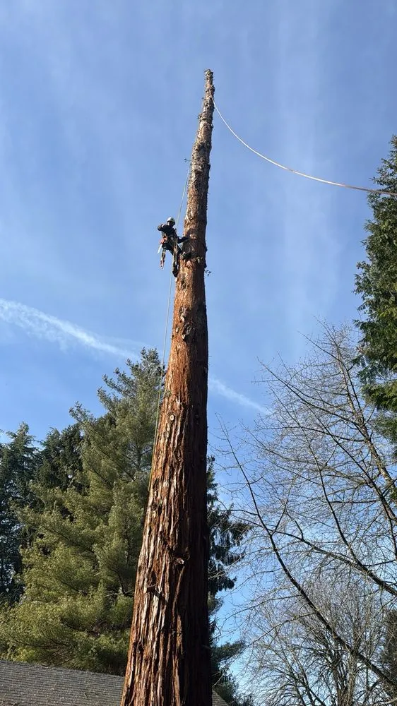 Reliable outdoor landscaping for year-round maintenance across Gresham, OR - Gerardo's Tree Services