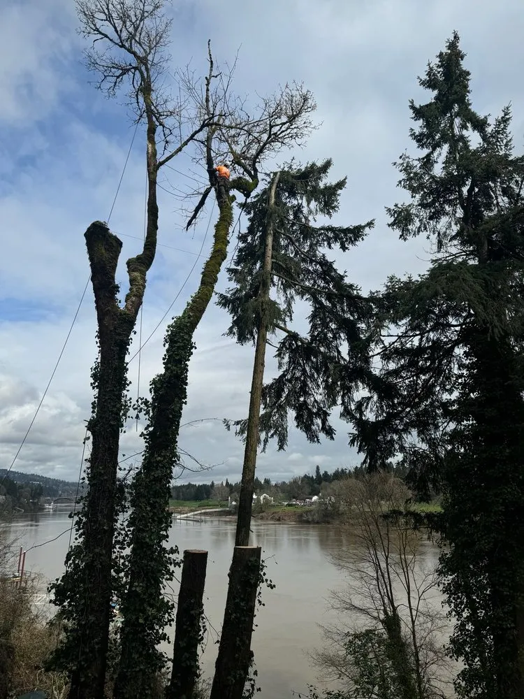 Custom residential landscaping near you in Gresham, OR by Gerardo's Tree Services