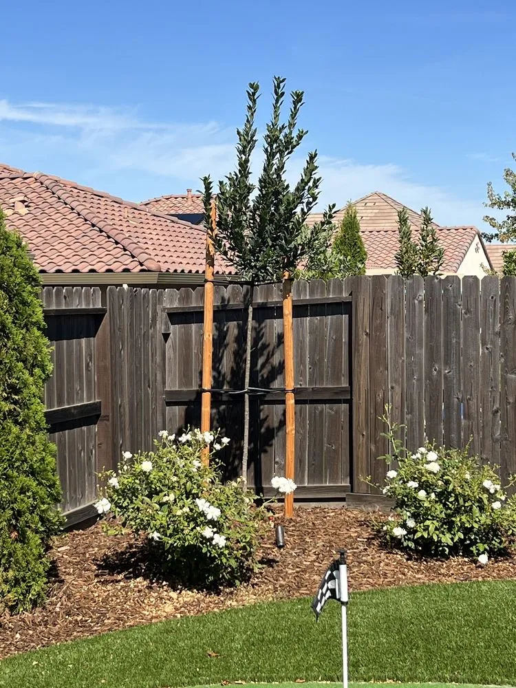 Top-rated lawn care service near you in Sacramento, CA by Geremia Pools & Landscaping