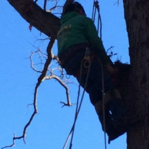 Affordable landscape design experts serving East Stroudsburg, PA - Gerhold Tree & Landscaping