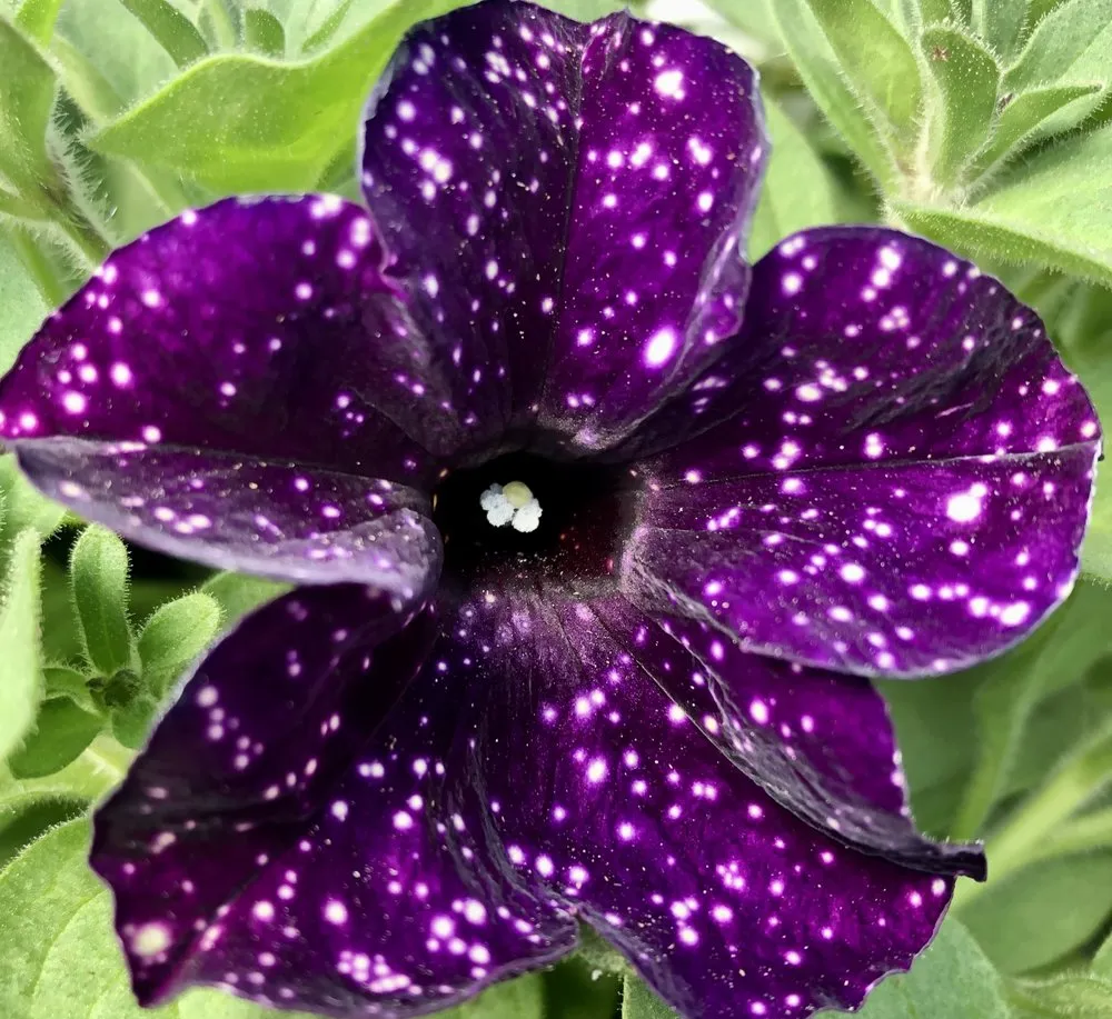 Top-rated lawn mowing service in Gering, NE - Gering Garden Center