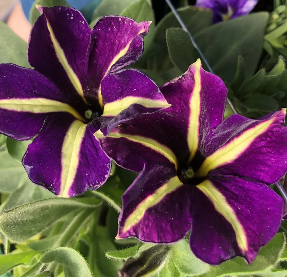 Expert yard maintenance with custom design in Gering, NE by Gering Garden Center