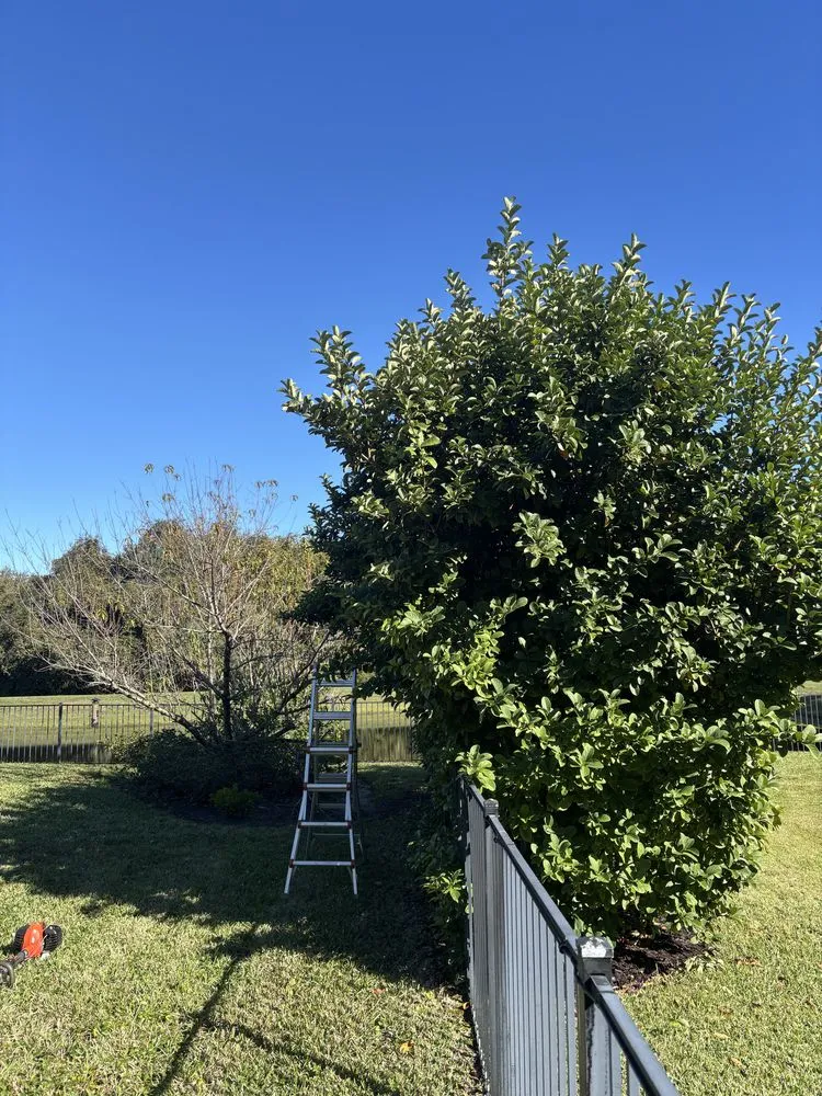 Local lawn care service for year-round maintenance in St. Augustine, FL by Gerlich Lawn Care