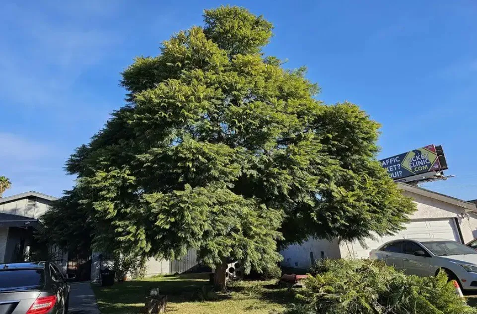 Professional yard maintenance near you in Lomita, CA by Germani's Gardening Services