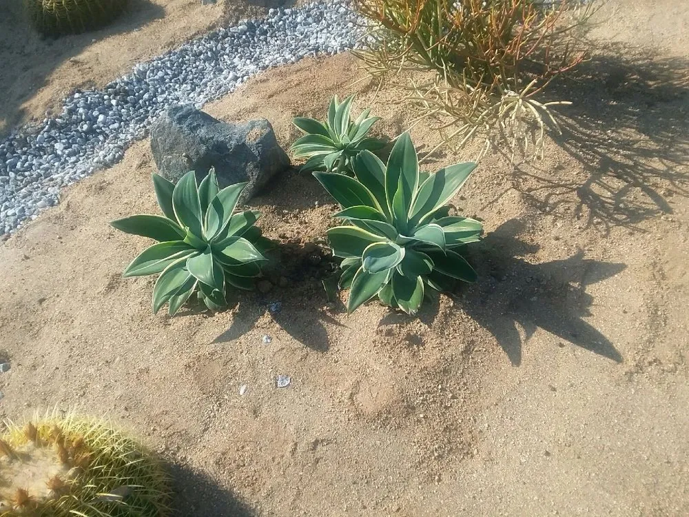 Professional garden landscaping in Fallbrook, CA by Geronimo Landscape