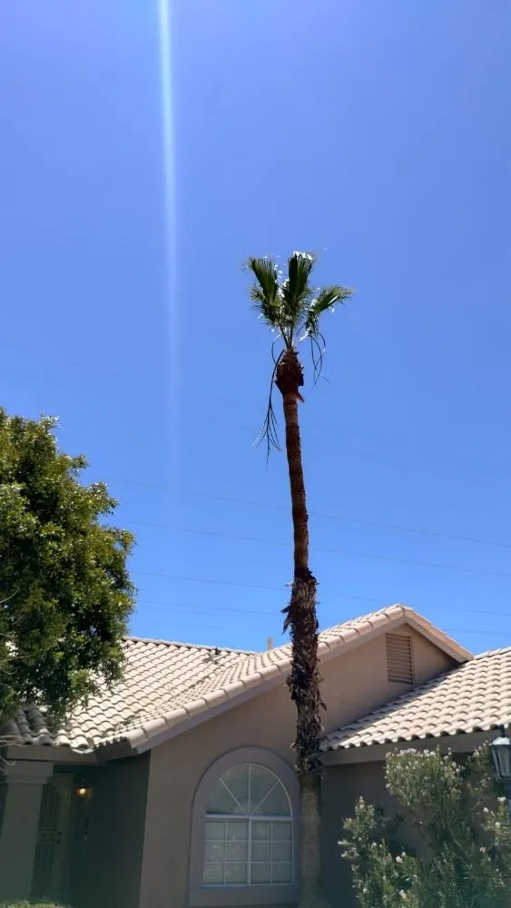 Top-rated yard cleanup service in Phoenix, AZ by Geronimo Pacheco Landscaping