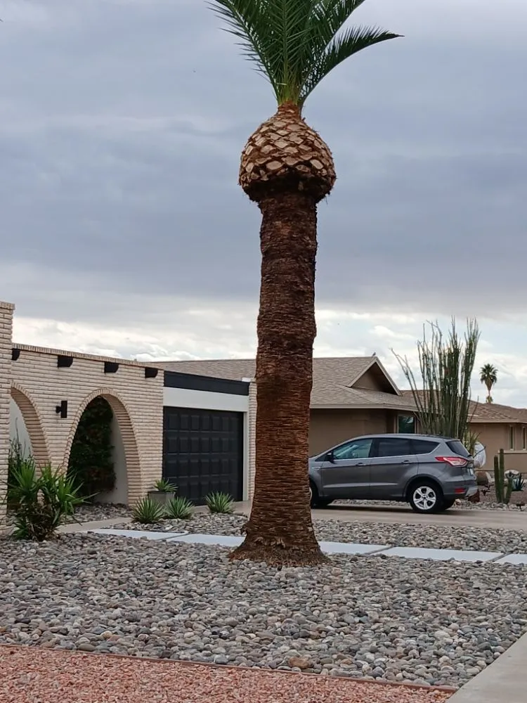 Expert lawn care service for homes in Phoenix, AZ by Geronimo Pacheco Landscaping