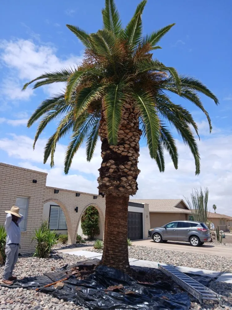 Local landscape installation in Phoenix, AZ - Geronimo Pacheco Landscaping