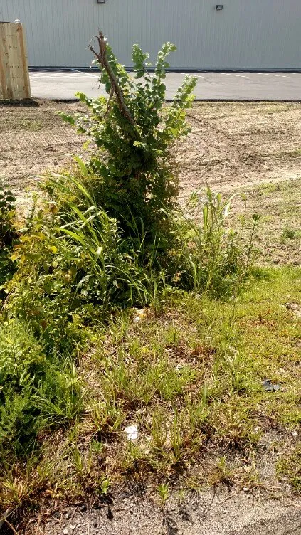 Affordable landscape installation in Andrews, SC - Gerry's Lawn Service