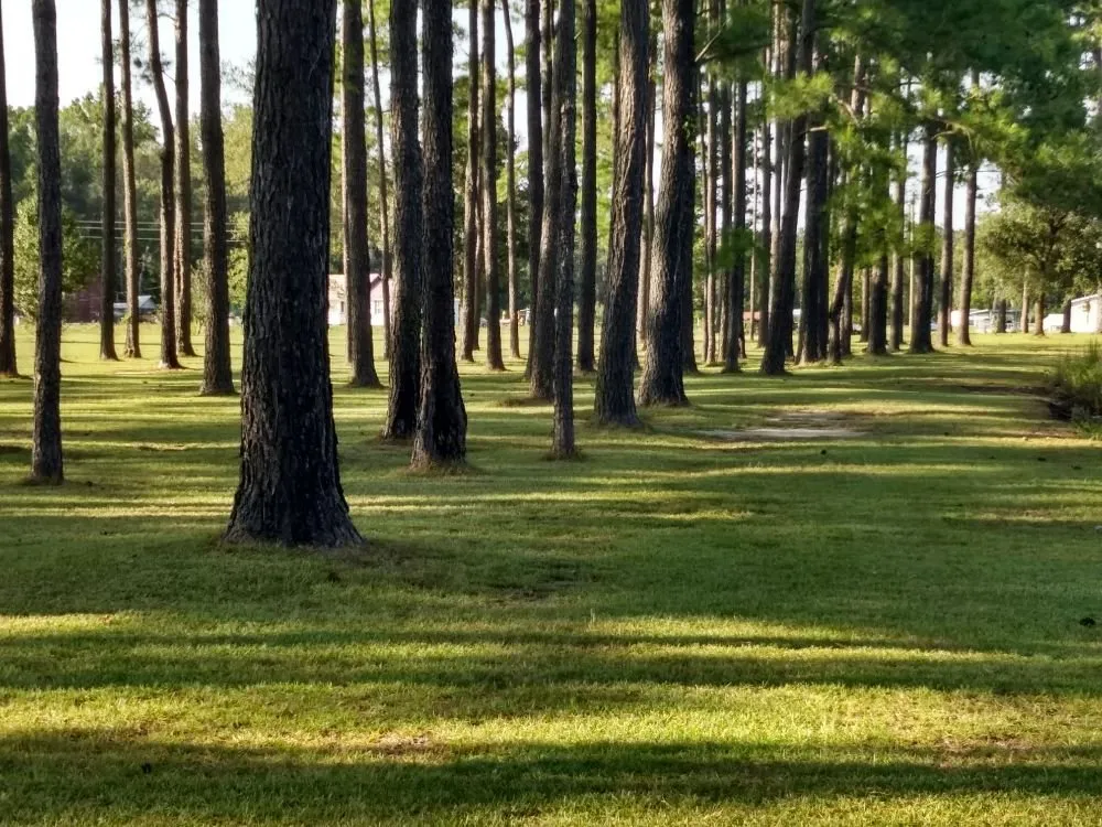 Expert landscape installation for beautiful yards in Andrews, SC by Gerry's Lawn Service