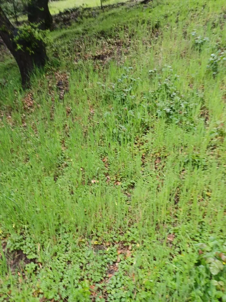 Local landscaping services experts serving Freedom, CA - Gerson Landscaping