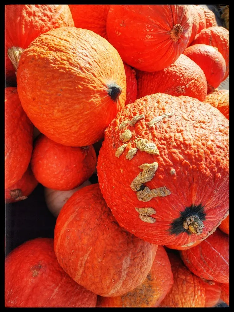 Top-rated outdoor landscaping in Inver Grove Heights, MN by Gertens