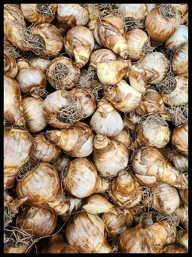 Custom yard maintenance experts serving Inver Grove Heights, MN - Gertens