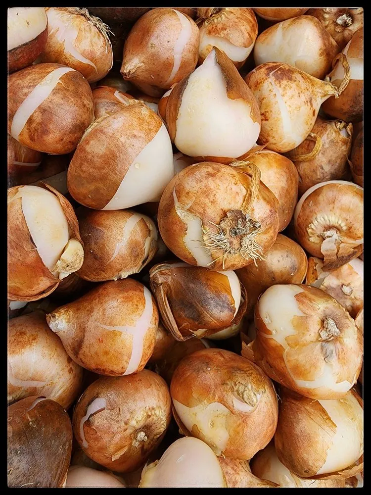 Local lawn mowing service in Inver Grove Heights, MN - Gertens