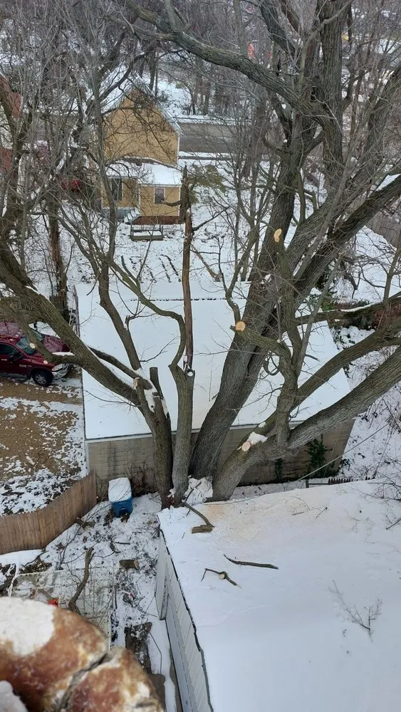 Top-rated yard maintenance in Galesburg, MI by Gesmundos Precision Tree Service