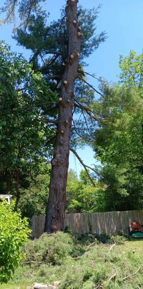 Professional yard maintenance experts serving Galesburg, MI - Gesmundos Precision Tree Service