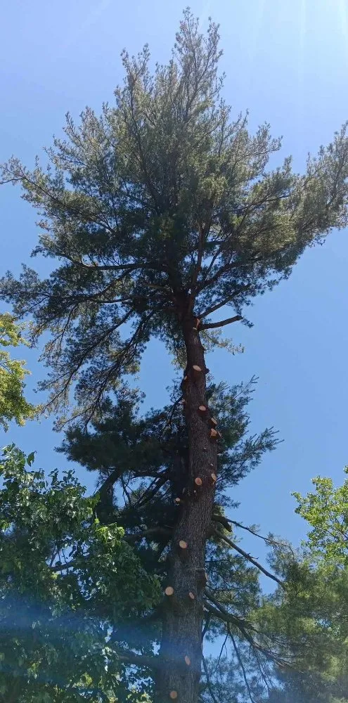 Top-rated landscape installation for outdoor upgrades across Galesburg, MI - Gesmundos Precision Tree Service