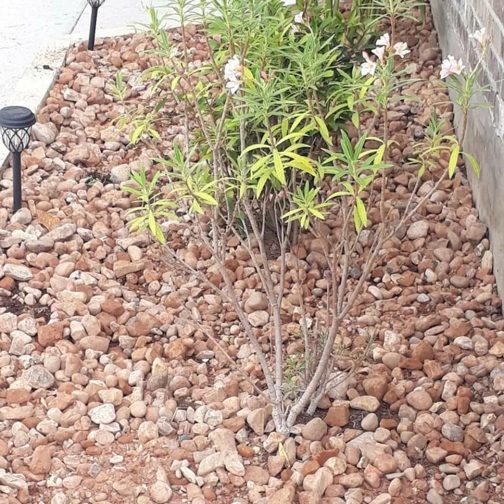 Custom yard cleanup service in Canyon Lake, TX - Get Her Done