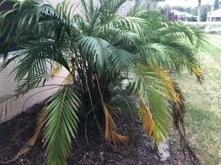 Custom yard maintenance in Naples, FL by Get It Cleaned