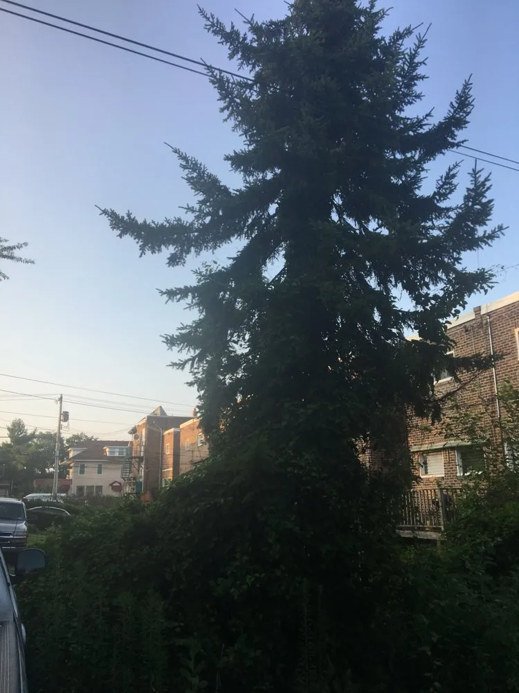 Affordable lawn mowing service in Philadelphia, PA by Get It Done