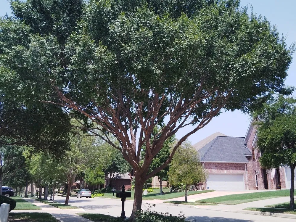 Trusted yard cleanup service in Watauga, TX - Get It Dunn Tree Service and Landscaping
