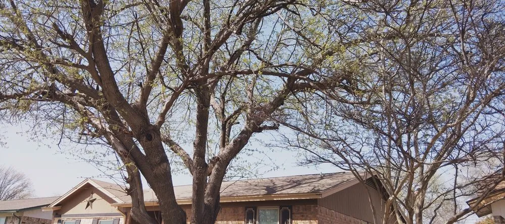 Local landscaping services in Watauga, TX - Get It Dunn Tree Service and Landscaping