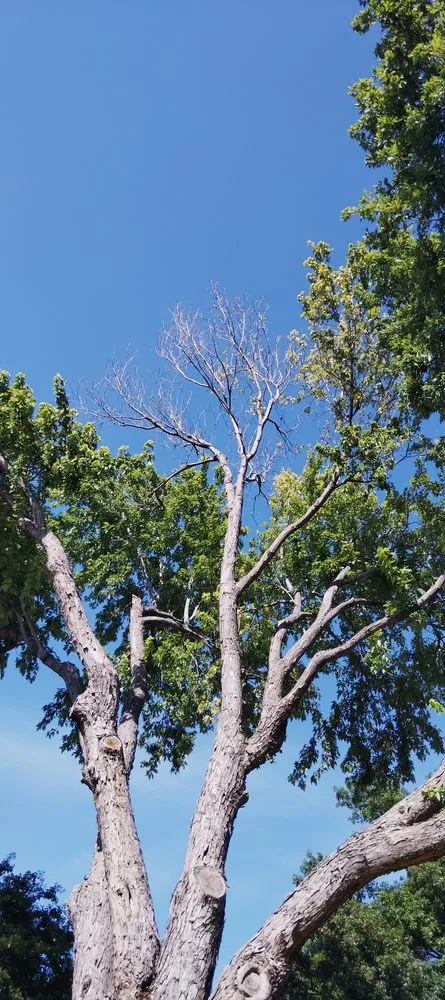 Expert garden landscaping in Watauga, TX by Get It Dunn Tree Service and Landscaping