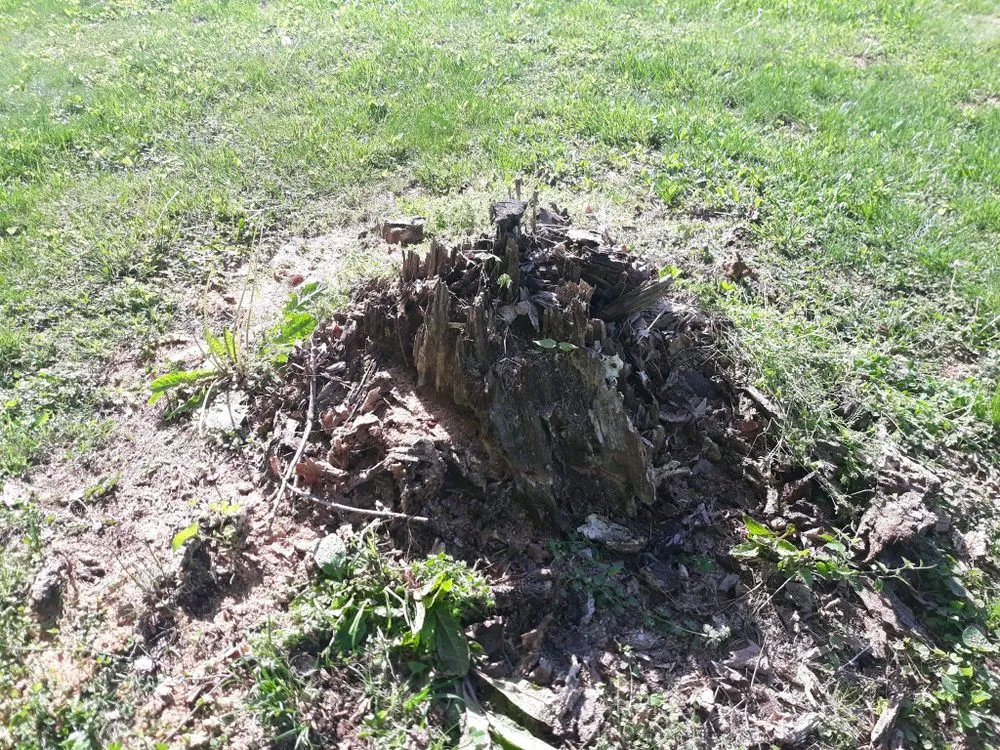 Top-rated lawn care service for outdoor upgrades across Woodburn, KY - Get R Done Lawn Care And More