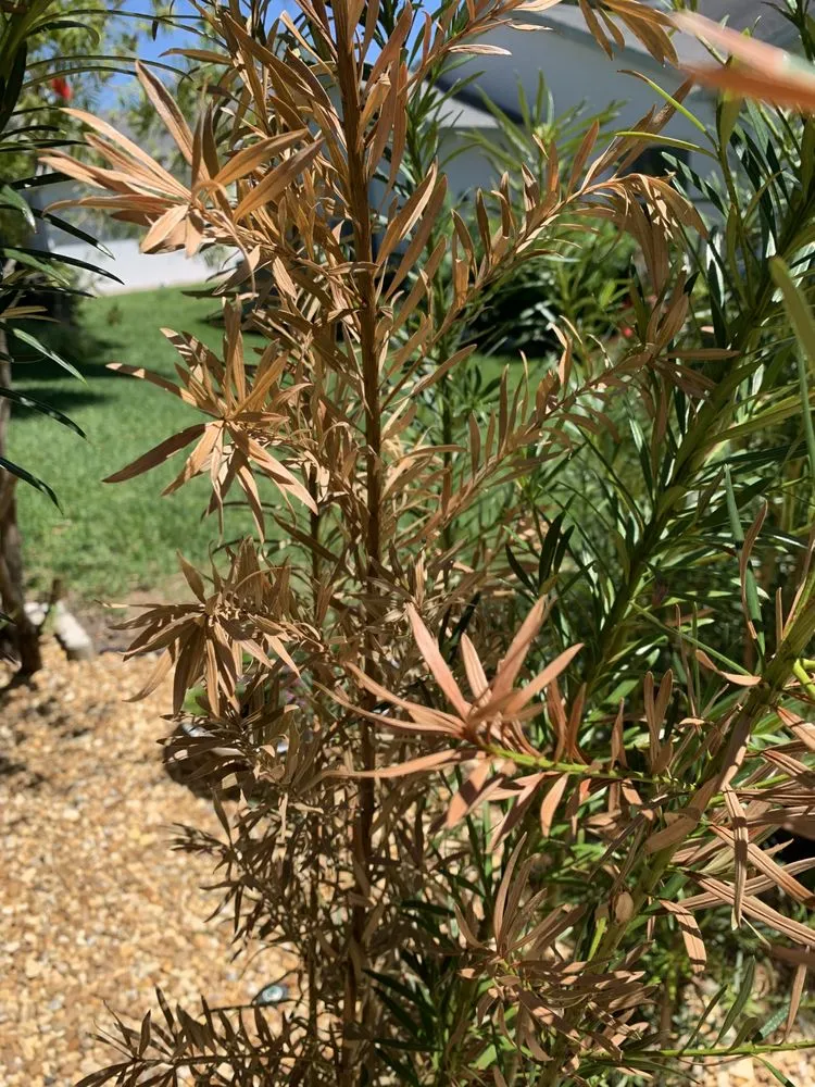 Reliable landscape installation in Dunnellon, FL by Get R Green Sod and Landscaping