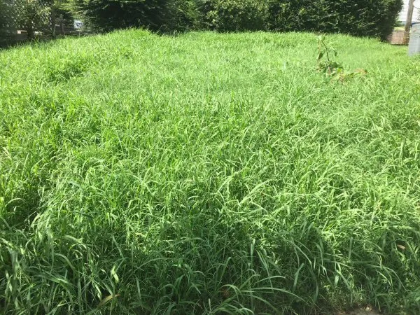 Local landscape design experts serving Winston-Salem, NC - Get Ready Mow