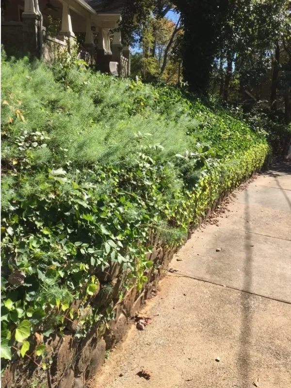 Trusted yard cleanup service in Winston-Salem, NC - Get Ready Mow