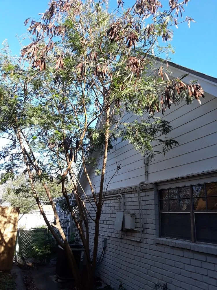 Affordable landscape installation experts serving Corpus Christi, TX - Get Strong Lawn Care & Landscaping