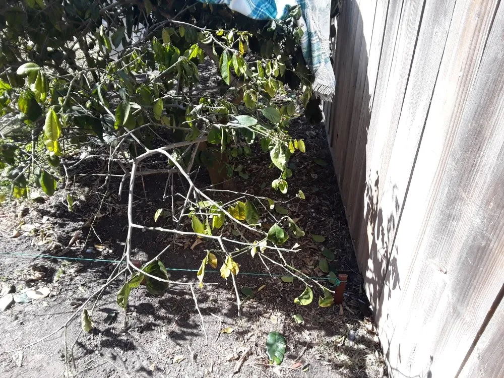 Custom residential landscaping experts serving Corpus Christi, TX - Get Strong Lawn Care & Landscaping