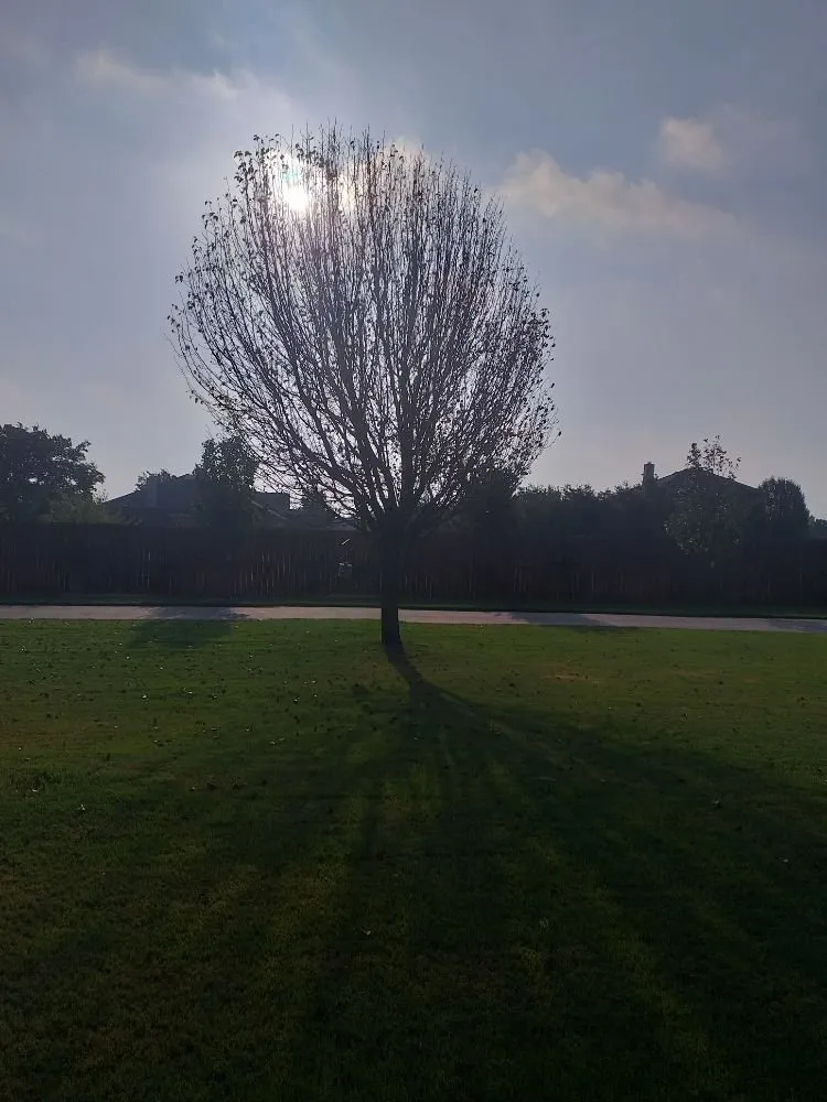 Reliable landscaping services for year-round maintenance across Midlothian, TX - Get Stuff Done Landscape Maintenance