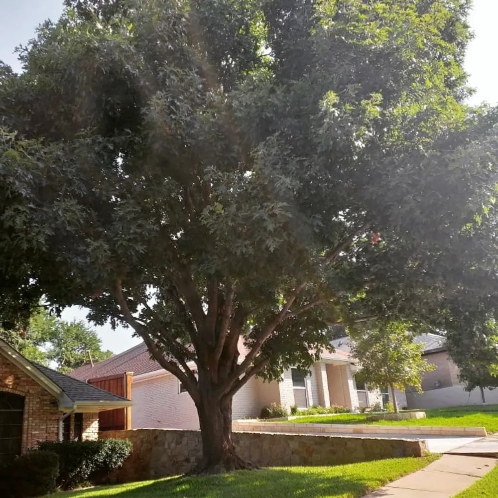 Top-rated landscape design experts serving Midlothian, TX - Get Stuff Done Landscape Maintenance