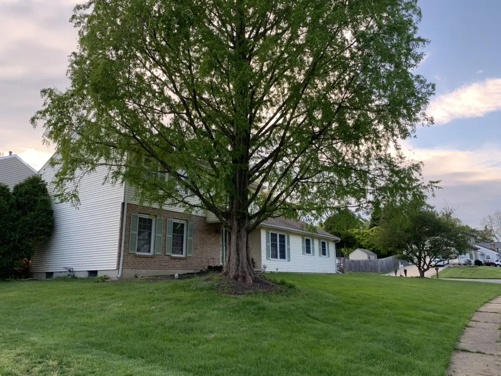 Expert lawn care service experts serving Bear, DE - Get Stumped Tree & Landscaping