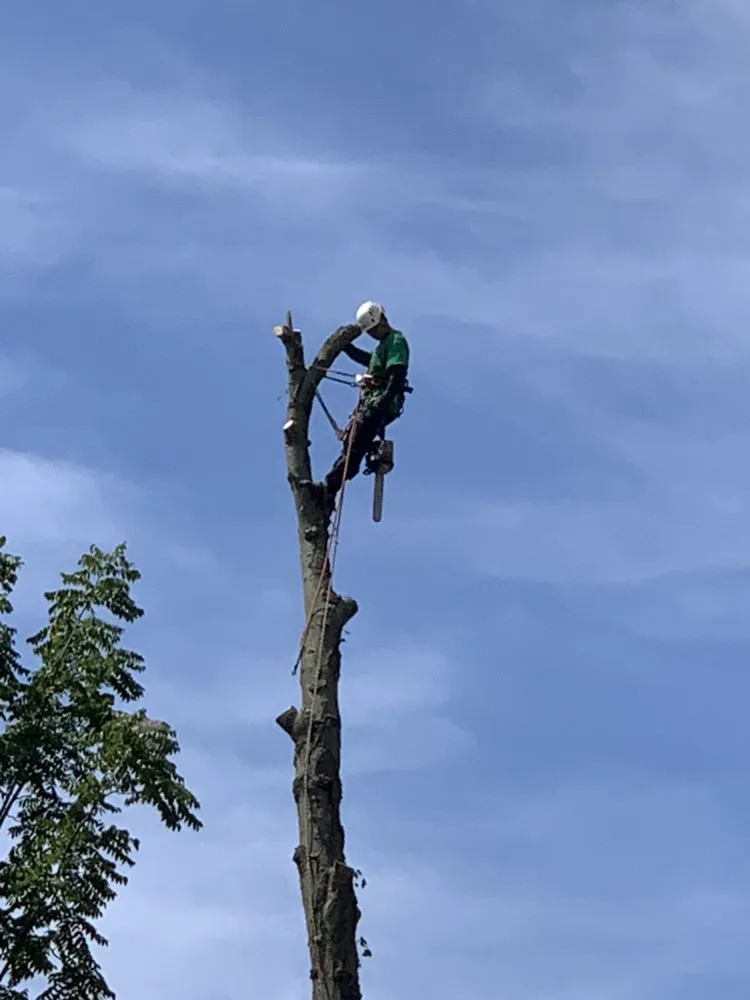 Top-rated yard cleanup service for outdoor upgrades in Bear, DE by Get Stumped Tree & Landscaping