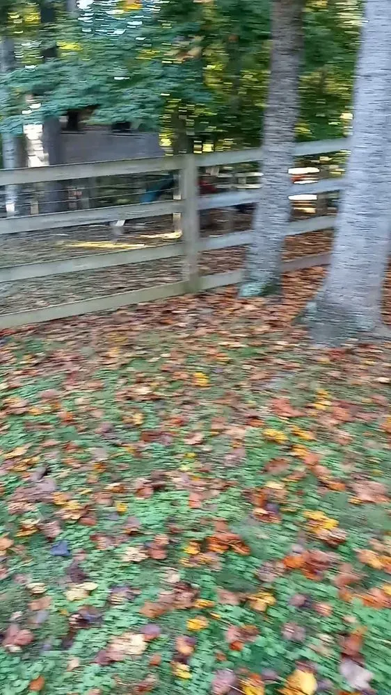 Expert lawn mowing service for beautiful yards across Walkertown, NC - Get Them Gone Leaf Removal