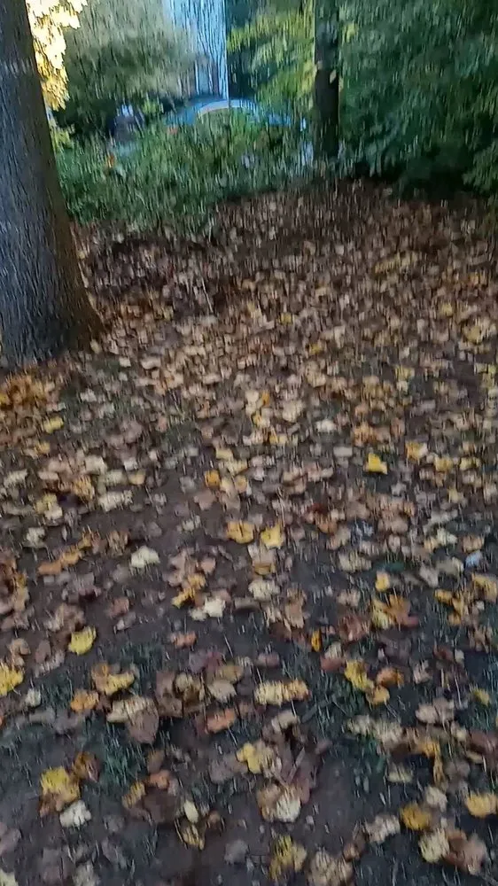 Trusted lawn mowing service for year-round maintenance across Walkertown, NC - Get Them Gone Leaf Removal