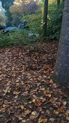 Get Them Gone Leaf Removal