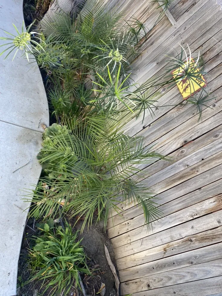 Local landscape installation in Bakersfield, CA - Get Ur Done