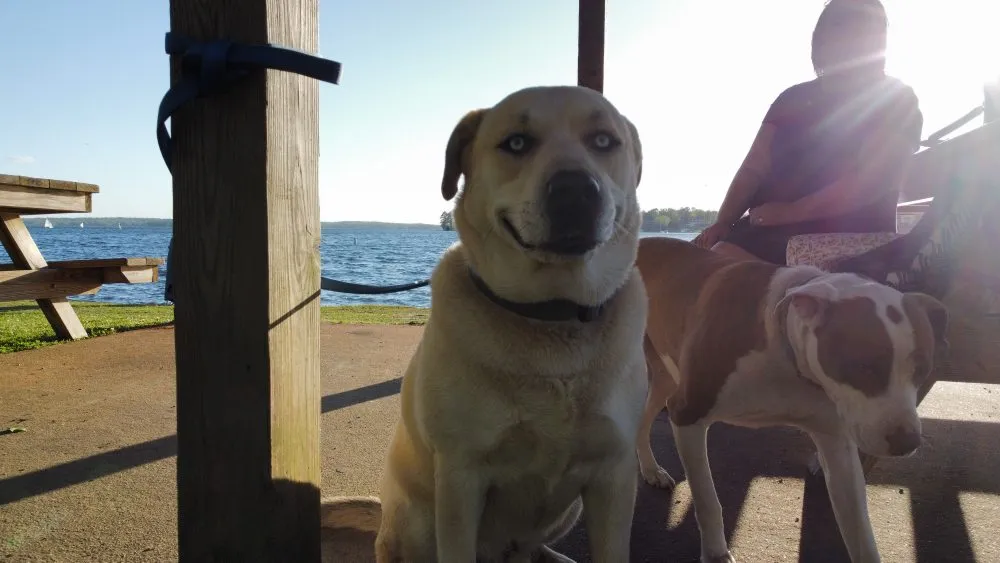 Expert residential landscaping experts serving Irmo, SC - Get’em down tree service