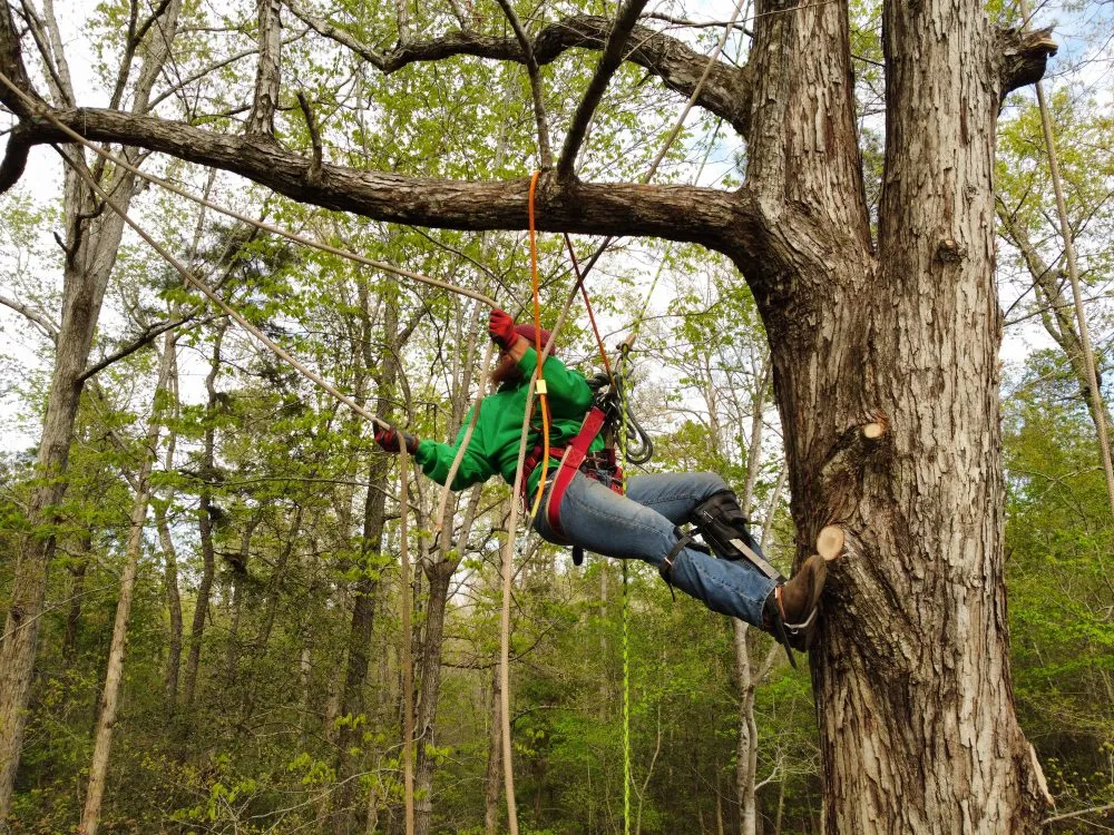 Top-rated landscape design near you in Irmo, SC by Get’em down tree service