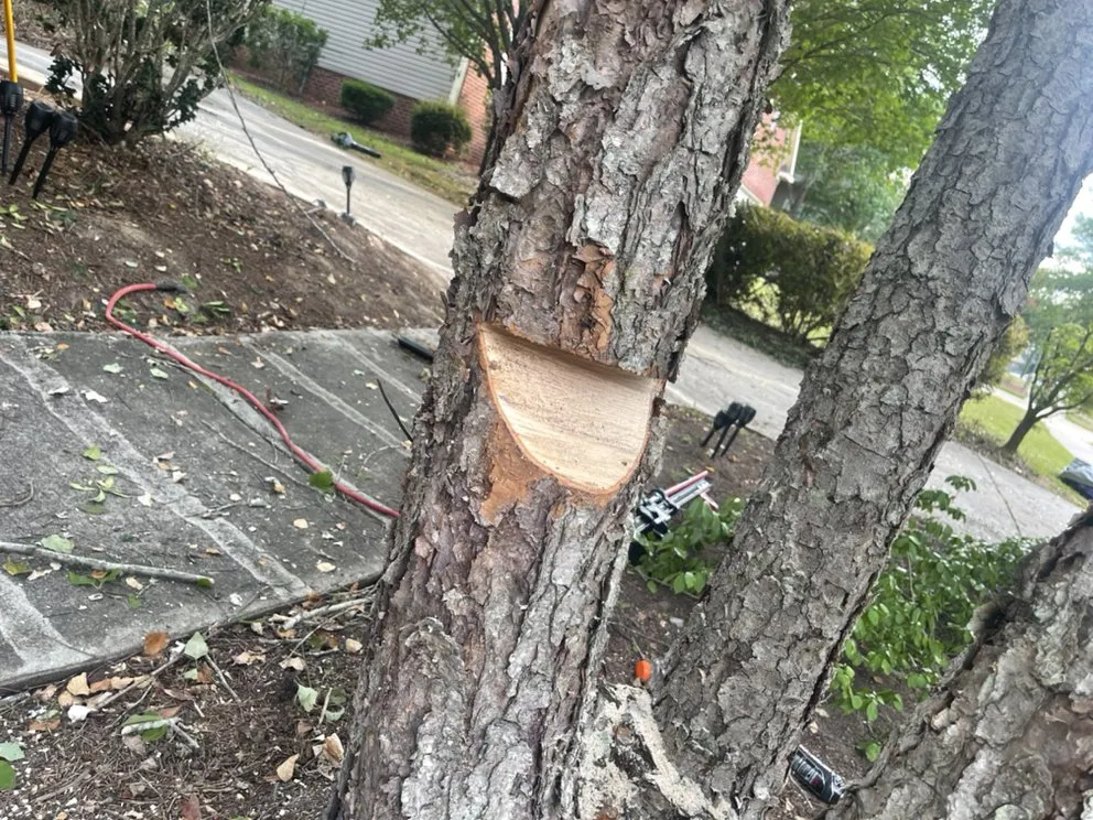 Professional landscape design in Irmo, SC - Get’em down tree service