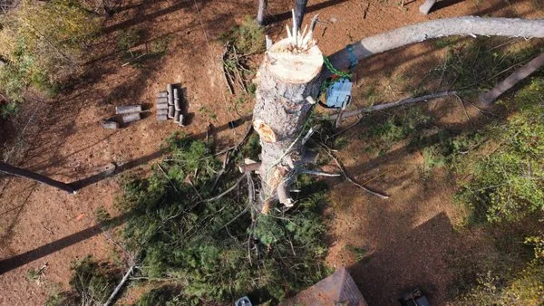 Get’em down tree service Logo