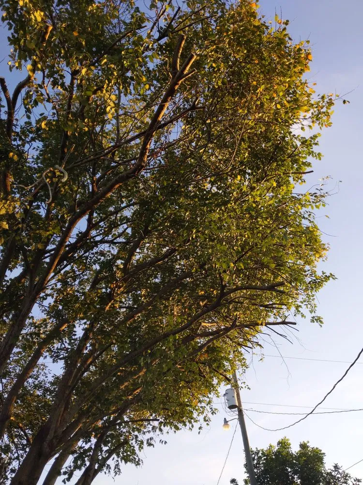 Reliable garden landscaping for homes across Cape Coral, FL - Geterdone Tree Service And Landscaping