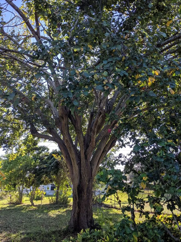 Top-rated garden landscaping in Cape Coral, FL - Geterdone Tree Service And Landscaping