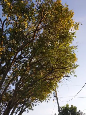 Geterdone Tree Service And Landscaping Logo